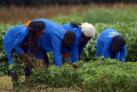 Four people working on a field in Africa