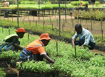 Miro Forestry's personnel working outside