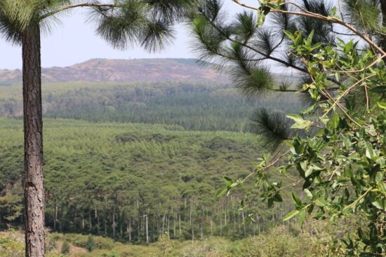 Photo of an African forest