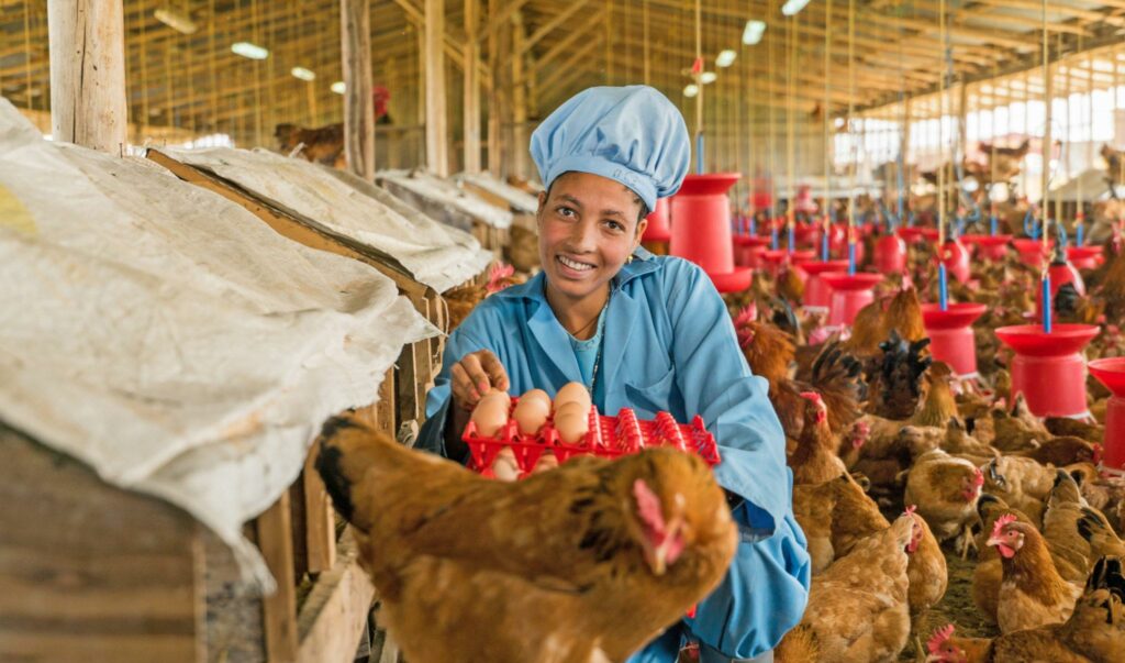 Employee of EthioChicken working in a hen house and holding and egg carton