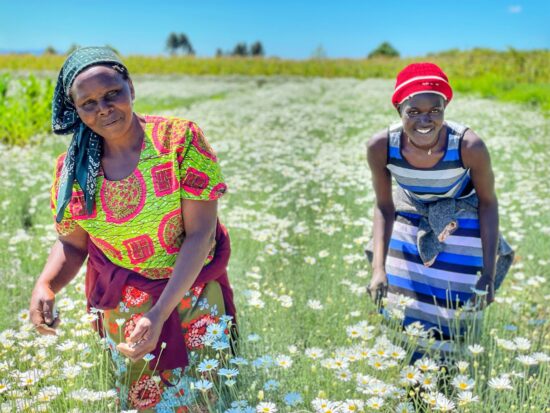 Two persons picking flowers in the field