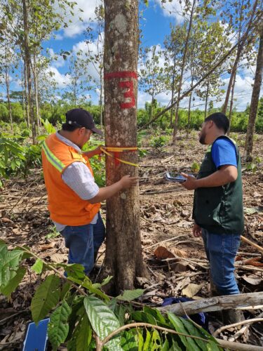 Two persons measuring the thickness of a tree stem