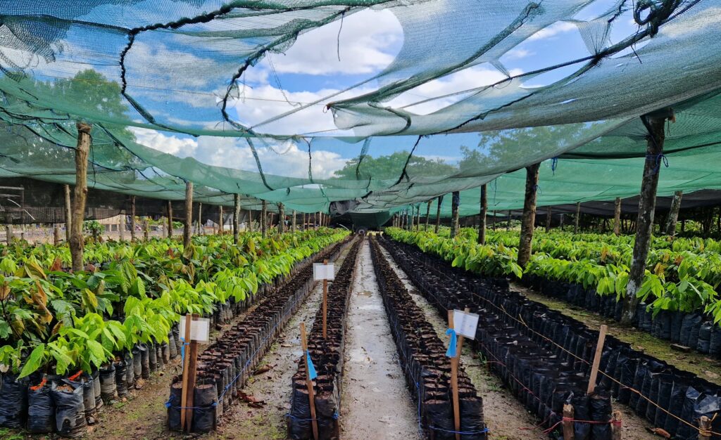 View of the nursery of MLR Forestal