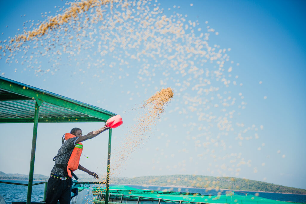 Man feeding fish from a boat. Throwing food to the water.