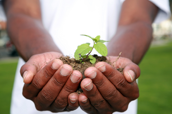 Plant with soil in a person's hands