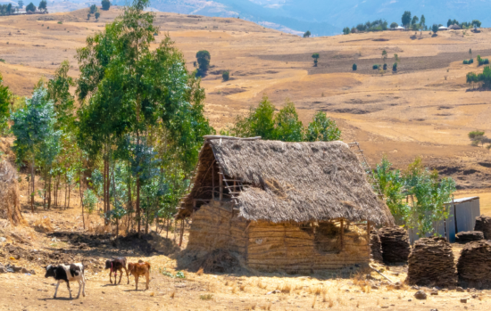 Cows in the country side of Addis Abeba in Ethiopia.