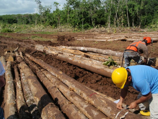 People measuring logs