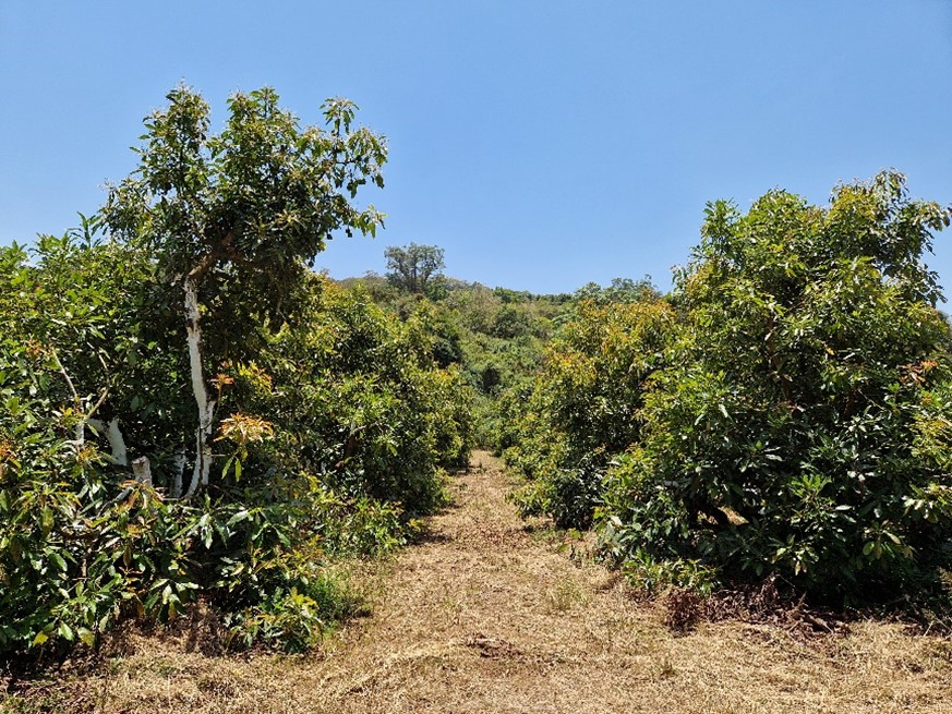 Avocado trees