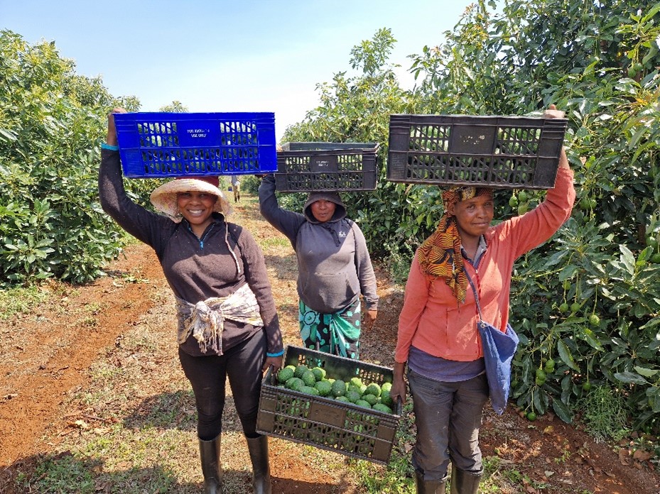 Three Africado workers carrying boxes of avocados