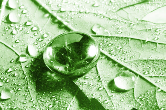 Green leaf. Photo credit Shutterstock